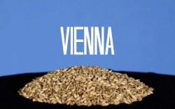 Vienna mout, basismout met gouden karakter | Brouwbeesten