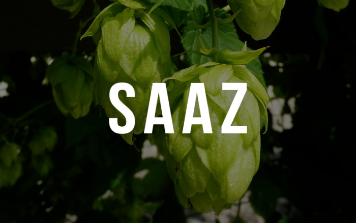 Saaz hop